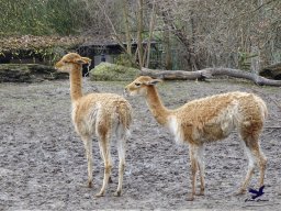 Tiergarten Schönbrunn am 24.02.2026